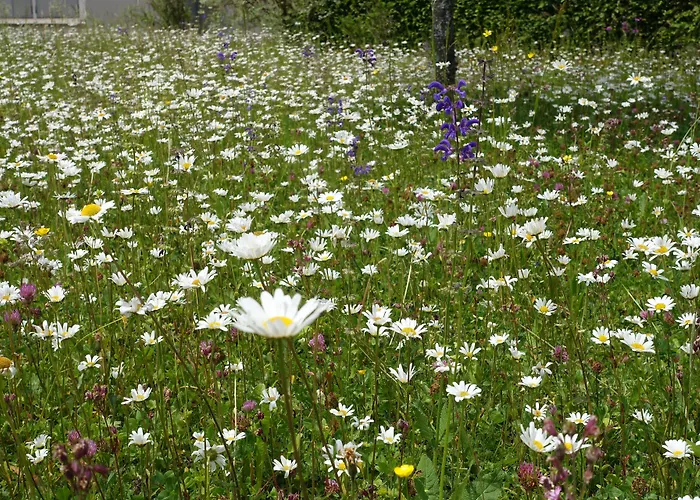 Hotel Schweizerhof Engelberg